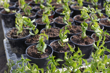 Plant Saplings in Pots