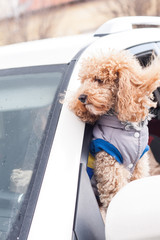 poodle looking out of car window and waiting for the owner