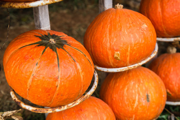The great pumpkin orange, yellow and beautiful.