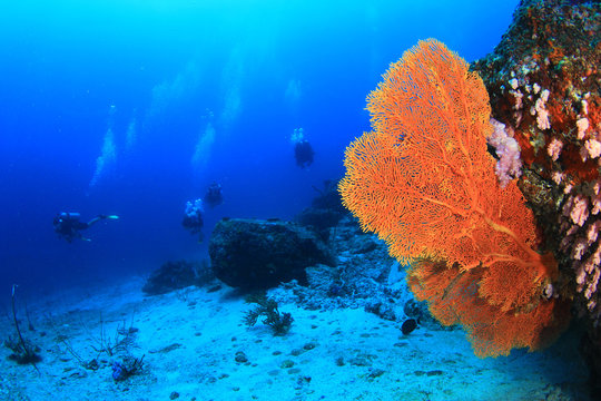 Scuba Diving On Coral Reef