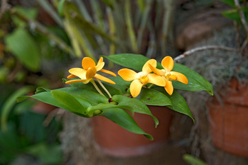 orange orchid in tropical garden