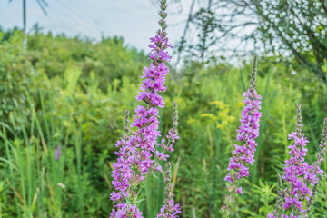 Blooming Purple Lythrum