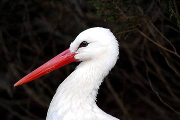 Storch im Portrait