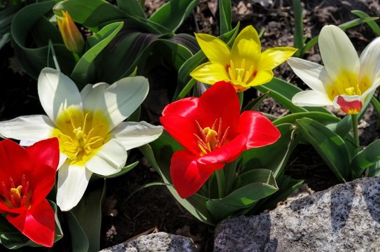 Wildtulpe Tulipa kaufmanniana 02