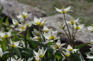 Wildtulpe Tulipa turkestanica 03