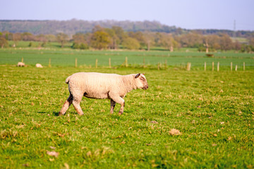 Fototapeta premium Livestock