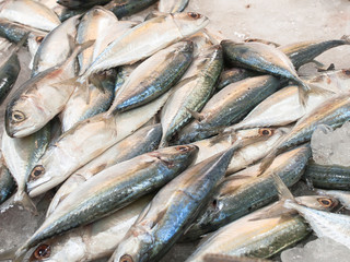 Obraz premium Fresh tuna in the market