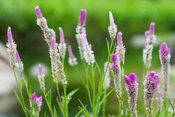 Little purple flowers in the field.