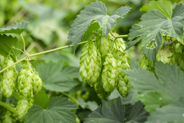 Green hops