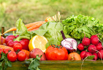 fresh organic vegetables outdoor