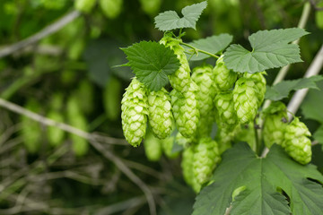 Green hops
