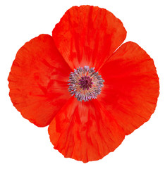 Poppy Flower. Remembrance Day