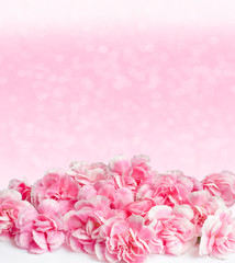 Fototapeta premium Pink flowers with dew drops on blur background