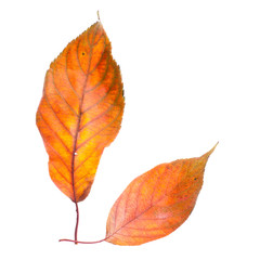 Leaves on a white background