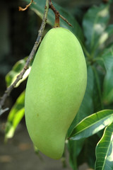 Barracuda Mango in Garden