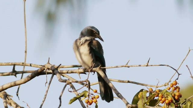 Scrub Jay from California On Branch.