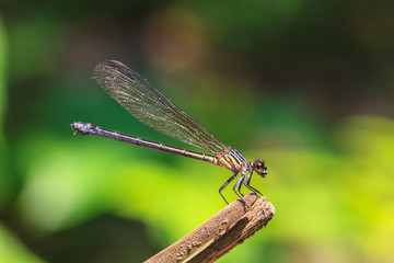 dragonfly