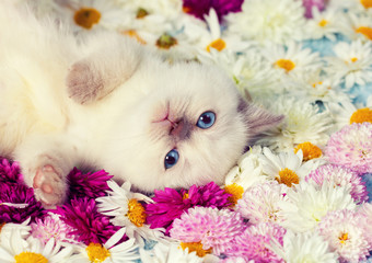 Cute kitten have a rest on the flowers