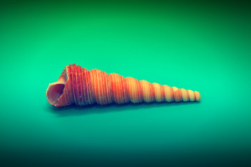 Seashell spun in a spiral on a green background