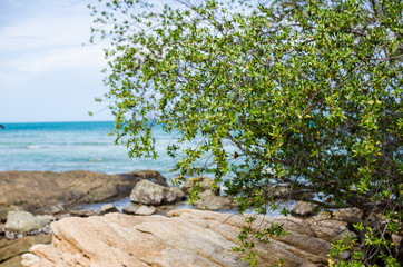 Tree and blue sea