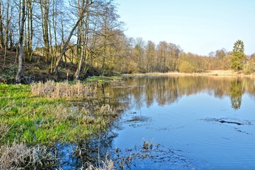Fototapeta premium HDR shot of the natural wetland in pond.