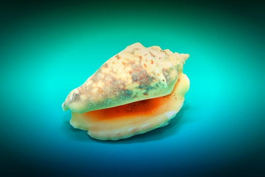 Sea shell on a turquoise background