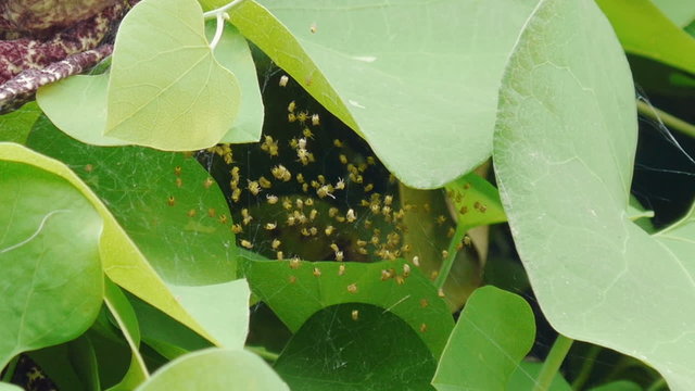 Orb Spider Nest with baby Spiders.