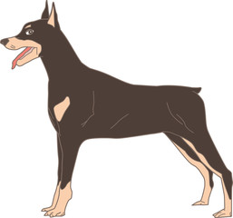 Dog Doberman Pinscher (Real)
