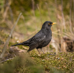 Blackbird lookinf for food on ground level in a forest.