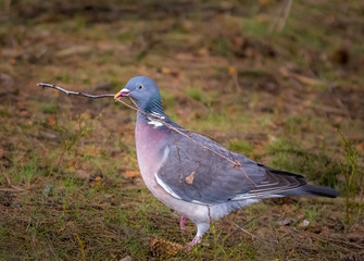 Wood Pigeon gathering sticks for nest