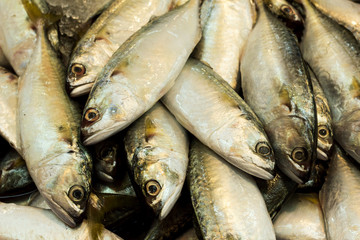 fresh mackerel fishes in local fish market