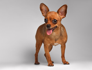 Smiling Brown Toy Terrier on White Background