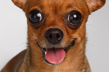 Closeup Smiling Brown Toy Terrier on White Background