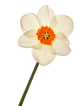 Narcissus flower head