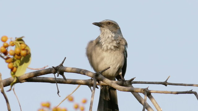 Scrub Jay Close Up On Branch Grooming.