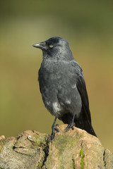 Jackdaw - Corvus monedula