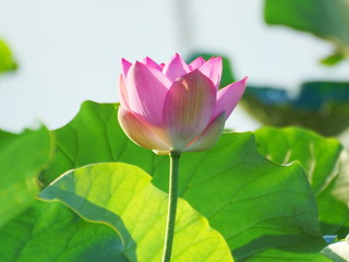 Obraz premium 蓮の花
