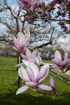 Magnolie