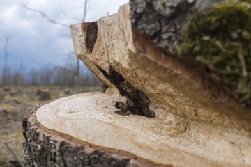Texture of tree stump