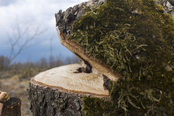 Texture of tree stump