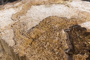 Abstract, wavy pattern in the wood of a tree stump