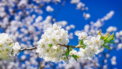 Kirschblüten, Kirschbaumblüte