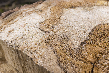 Abstract, wavy pattern in the wood of a tree stump