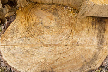 Texture of tree stump