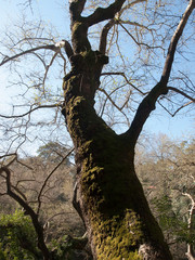 Fototapeta na wymiar The tree trunk covered with the moss