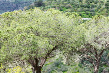 italian stone pine trees in Sicily