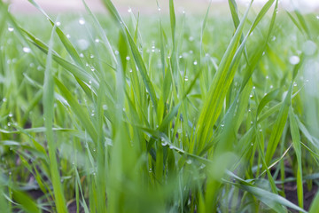 Fresh green grass with water drops