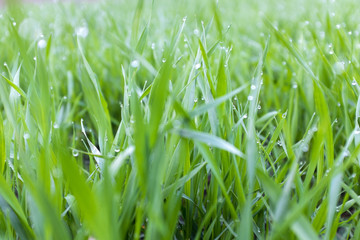 Fresh green grass with water drops