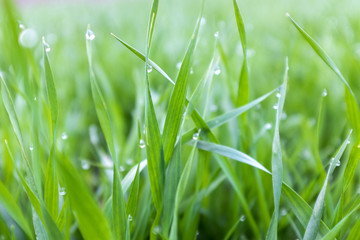 Fresh green grass with water drops