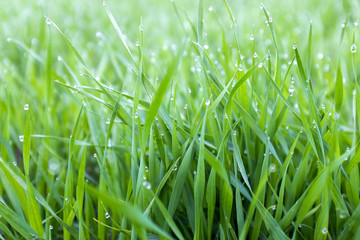 close-up shoots of winter crops covered with dew in the field